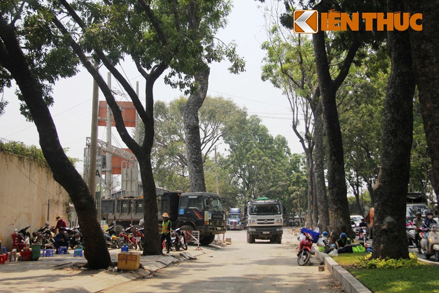 Thông tin về việc lãnh đạo Sở GTVT TPHCM quyết định không đốn hạ hàng  cây cổ thụ trên đường Tôn Đức Thắng (quận 1, TPHCM) để thi công nhà ga Ba Son (dự án xây dựng tuyến đường sắt đô thị (metro) Bến Thành- Suối Tiên) và dự án xây dựng cầu Thủ Thiêm 2 khiến người dân TPHCM vô cùng hân hoan, phấn khởi.